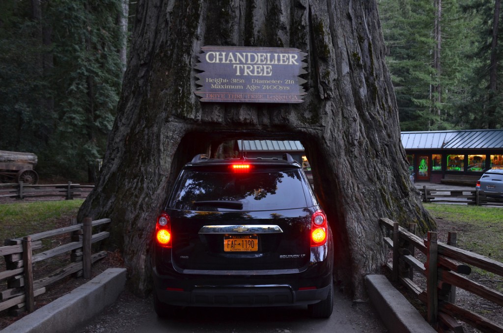 The 'drive through tree' on the West coast.