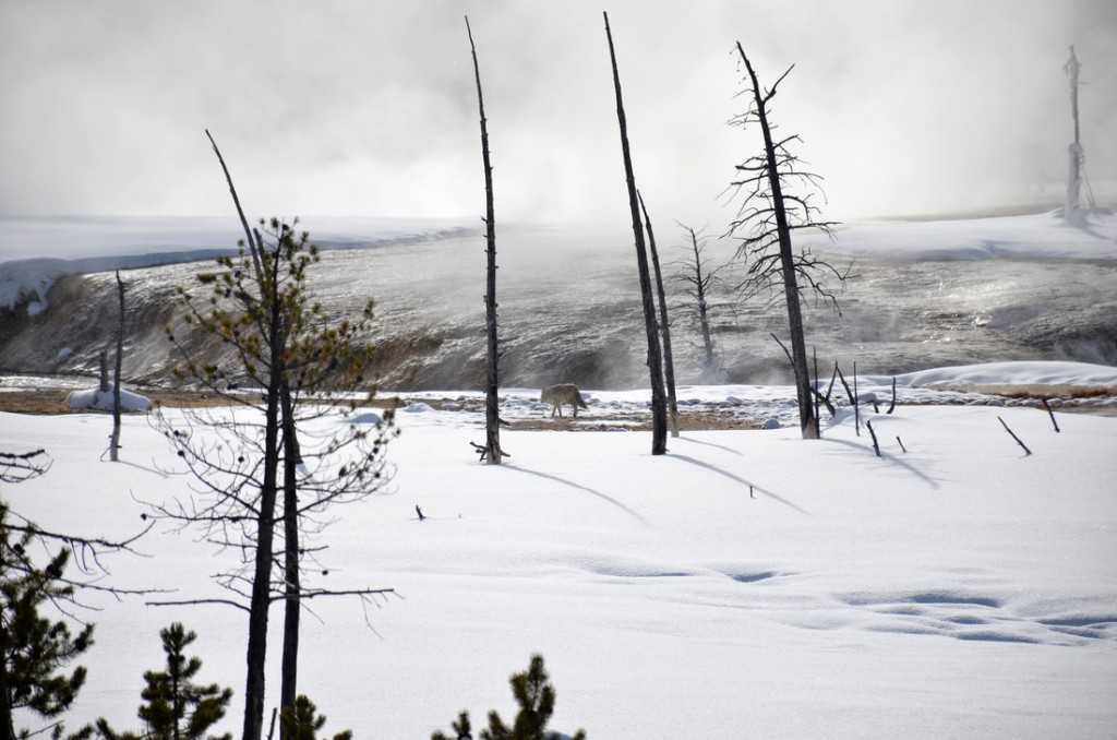 A coyote amongst the geysers.