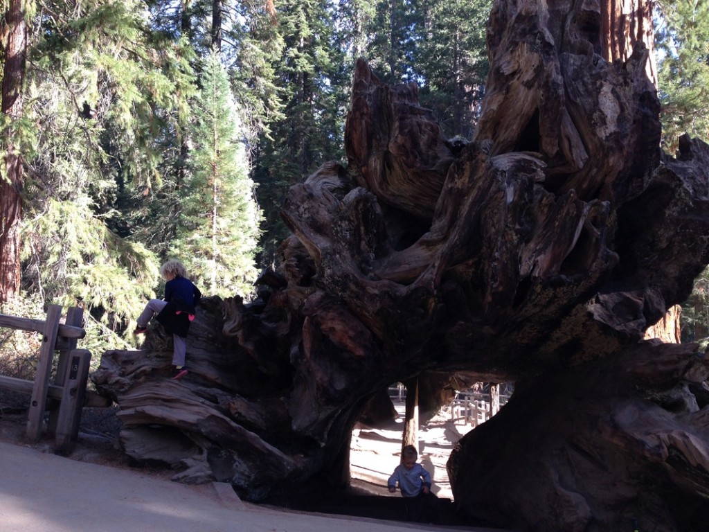 Playing in the base of a fallen down Sequoia