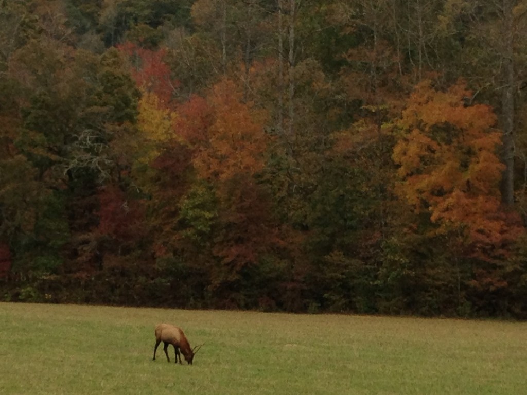 Our animal gazing... not quite up to scratch with Africa