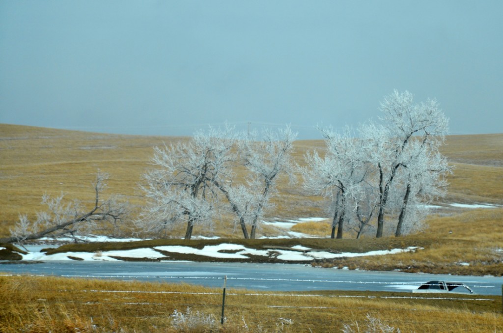 South Dakota's frozen trees.