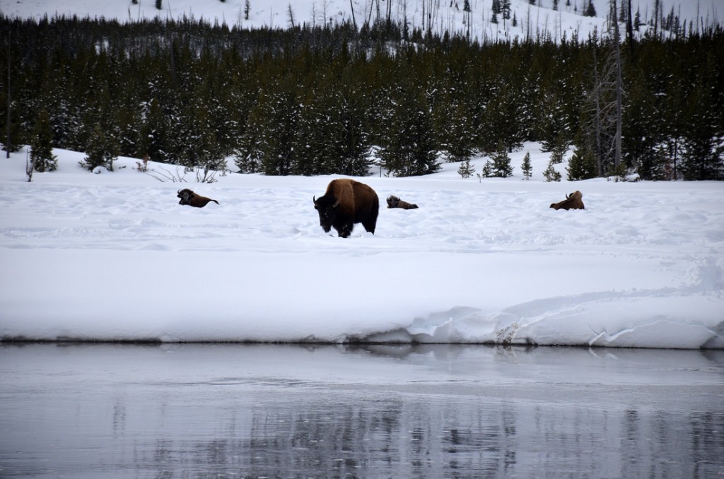 Beastly bison.