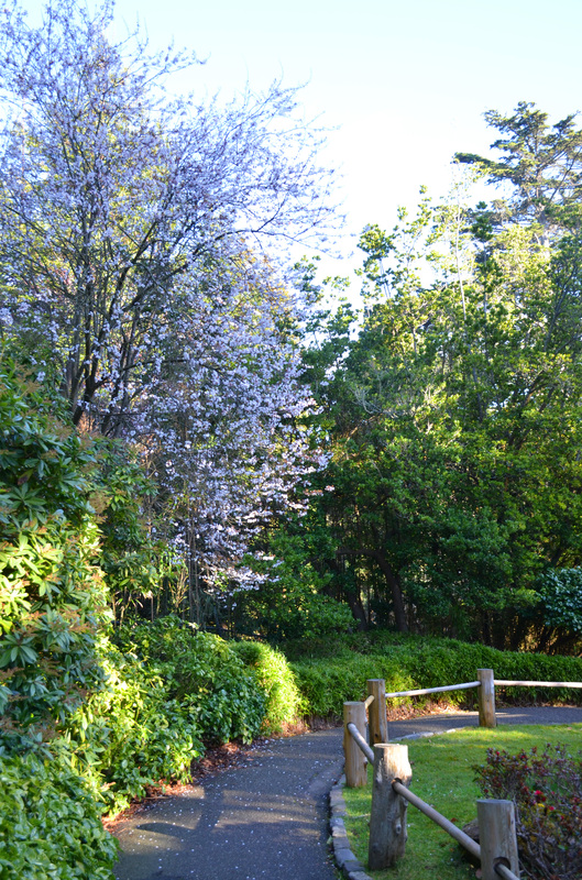 Spring blossom is out everywhere! The whole city thinks it's spring time 🙂 We were so spoiled with 